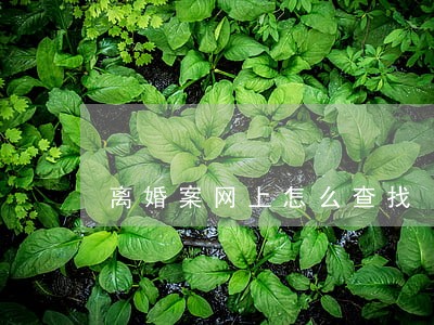 离婚案网上怎么查找 离婚案网上怎么查找
