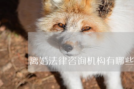 离婚法律咨询机构有哪些 离婚法律咨询机构有哪些