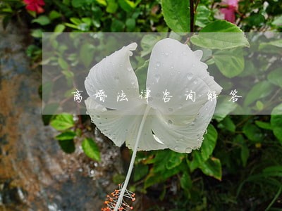 离婚法律咨询解答 离婚法律咨询解答