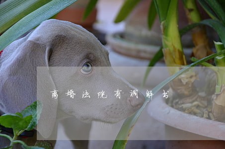 离婚法院有调解书 离婚法院有调解书