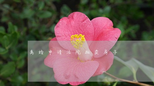 离婚申请法院拍卖房子 离婚申请法院拍卖房子