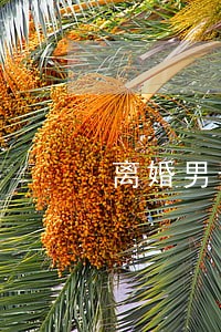 离婚男子女儿 离婚男子女儿