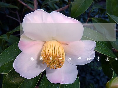 离婚第一次诉讼书范文 离婚第一次诉讼书范文