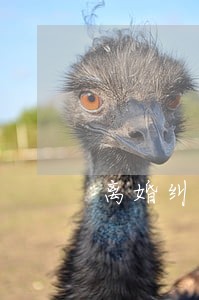 离婚纠纷案法律百科 离婚纠纷案法律百科