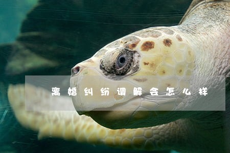离婚纠纷调解会怎么样