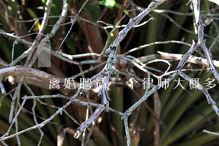 离婚聘请一个律师大概多少钱 离婚聘请一个律师大概多少钱