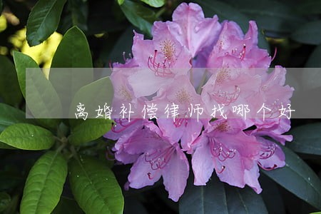 离婚补偿律师找哪个好 离婚补偿律师找哪个好