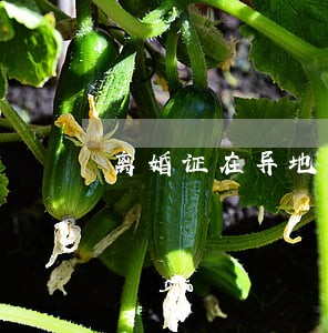 离婚证在异地办理可以吗 离婚证在异地办理可以吗