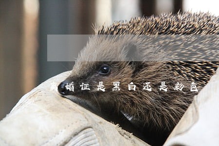 离婚证是黑白还是彩色 离婚证是黑白还是彩色