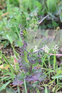 离婚诉讼书要去哪里拿 离婚诉讼书要去哪里拿