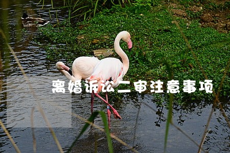 离婚诉讼二审注意事项 离婚诉讼二审注意事项