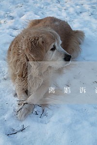 离婚诉讼什么时候开庭通知