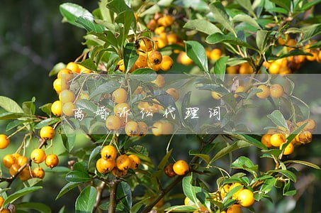 离婚诉讼代理词 离婚诉讼代理词