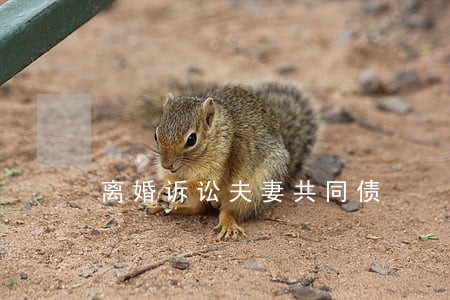 离婚诉讼夫妻共同债