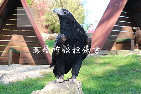 离婚诉讼担保书 离婚诉讼担保书