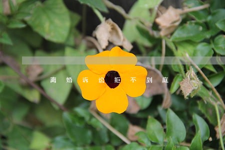 离婚诉讼拒不到庭