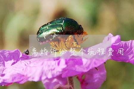 离婚诉讼整个流程费用 离婚诉讼整个流程费用
