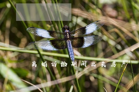 离婚诉讼期间出卖房产 离婚诉讼期间出卖房产