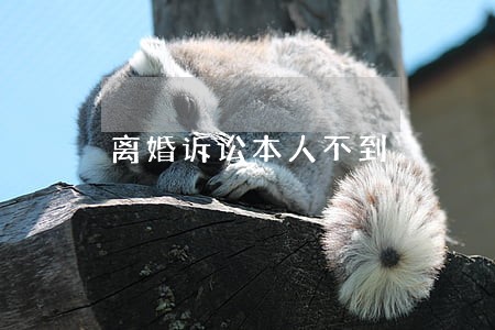 离婚诉讼本人不到 离婚诉讼本人不到
