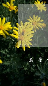 离婚诉讼能代理吗 离婚诉讼能代理吗