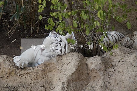 离婚请不请律师吗 离婚请不请律师吗