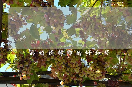 离婚请律师的好和坏 离婚请律师的好和坏