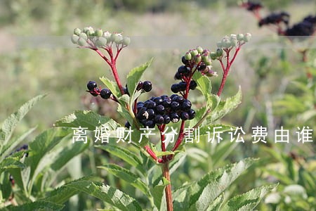 离婚财产分割诉讼费由谁承担 离婚财产分割诉讼费由谁承担