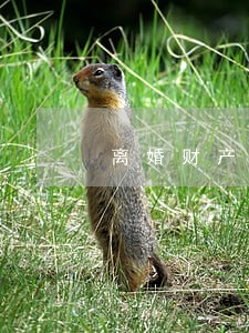 离婚财产律师热线电话 离婚财产律师热线电话