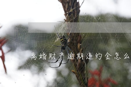 离婚财产逾期违约金怎么写入合同 离婚财产逾期违约金怎么写入合同