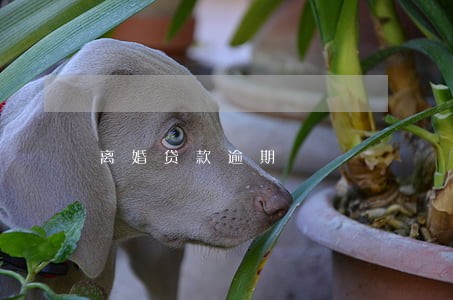 离婚贷款逾期 离婚贷款逾期