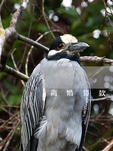离婚贷款逾期信用 离婚贷款逾期信用