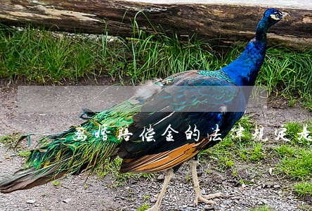 离婚赔偿金的法律规定是什么 离婚赔偿金的法律规定是什么