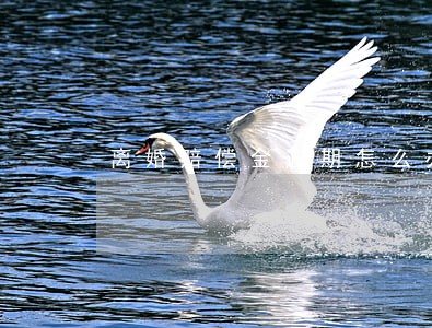 离婚赔偿金逾期怎么办 离婚赔偿金逾期怎么办