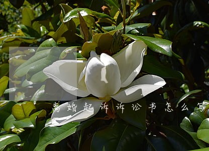 离婚起诉诉讼书怎么写 离婚起诉诉讼书怎么写