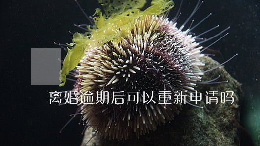 离婚逾期后可以重新申请吗 离婚逾期后可以重新申请吗