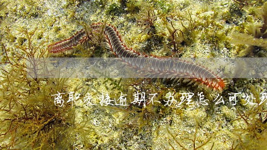 离职交接逾期不办理怎么可处理 离职交接逾期不办理怎么可处理