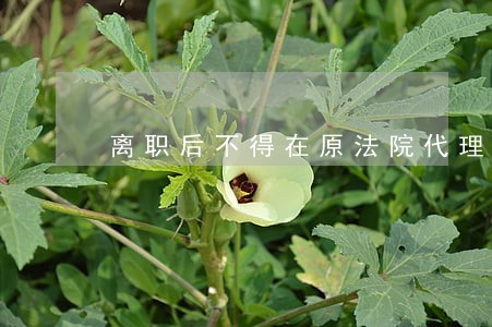 离职后不得在原法院代理