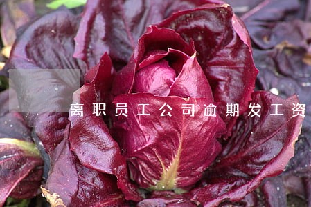 离职员工公司逾期发工资 离职员工公司逾期发工资