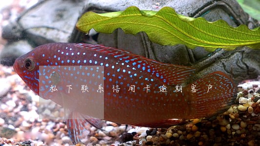 私下联系信用卡逾期客户 私下联系信用卡逾期客户