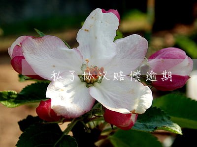 私了协议赔偿逾期 私了协议赔偿逾期