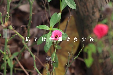 私了找律师要多少钱 私了找律师要多少钱