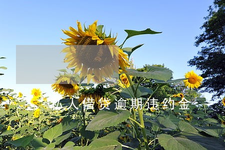 私人借贷逾期违约金 私人借贷逾期违约金