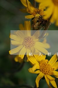 私人抵押房屋逾期不还怎么办 私人抵押房屋逾期不还怎么办