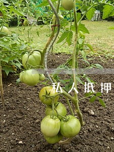 私人抵押逾期可以处置吗 私人抵押逾期可以处置吗