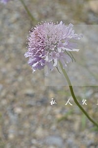 私人欠款逾期收取滞纳金 私人欠款逾期收取滞纳金