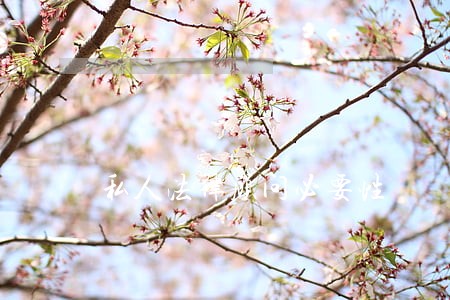 私人法律顾问必要性