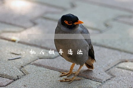 私人租车违法 私人租车违法