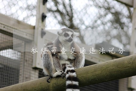 私信可查交通违法记分