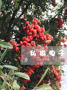 私做电子公章违法吗 私做电子公章违法吗