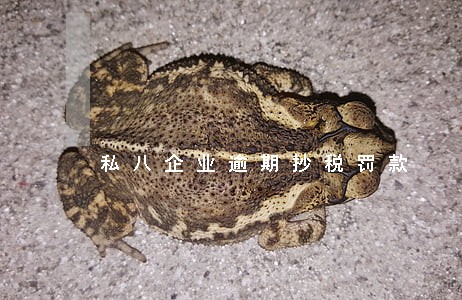 私八企业逾期抄税罚款 私八企业逾期抄税罚款